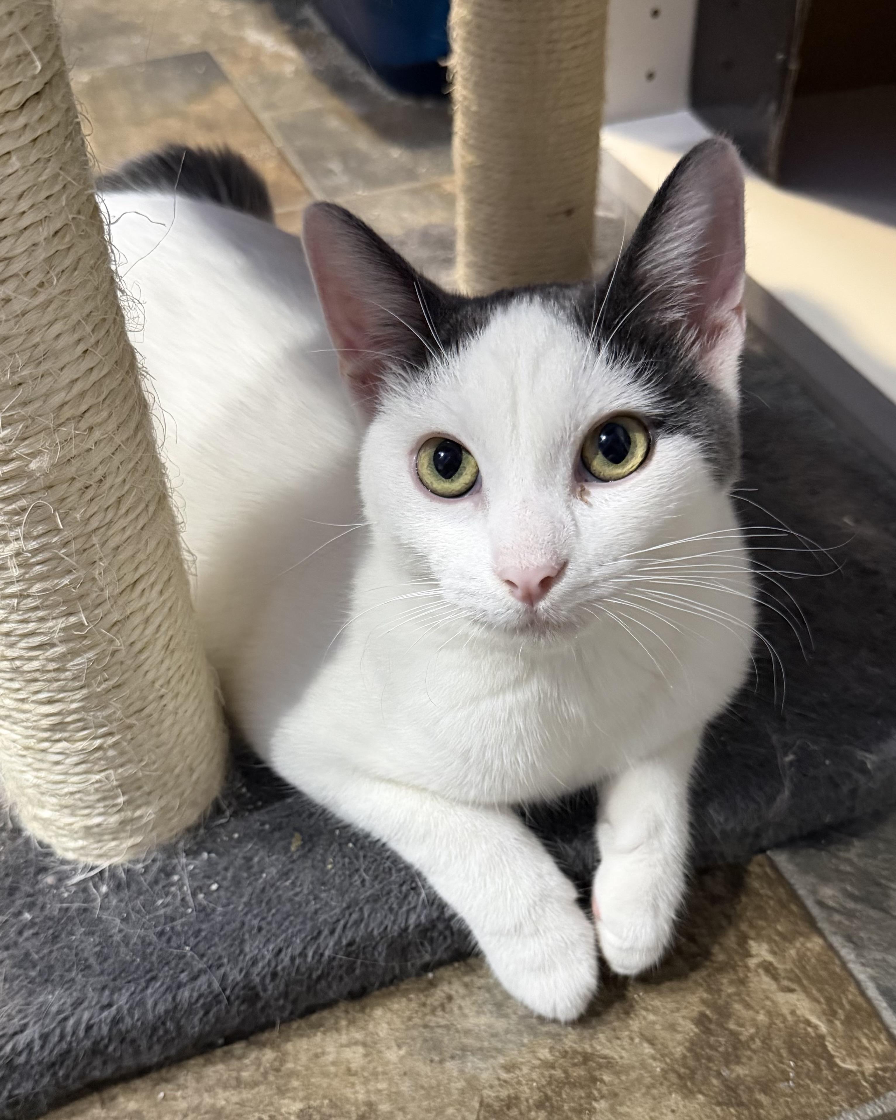 Prince, a Adoptable mixed breed in Federal Way, WA image 2/5