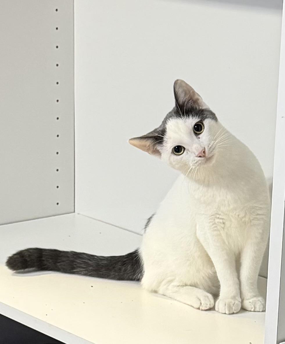 Prince, a Adoptable mixed breed in Federal Way, WA image 4/5