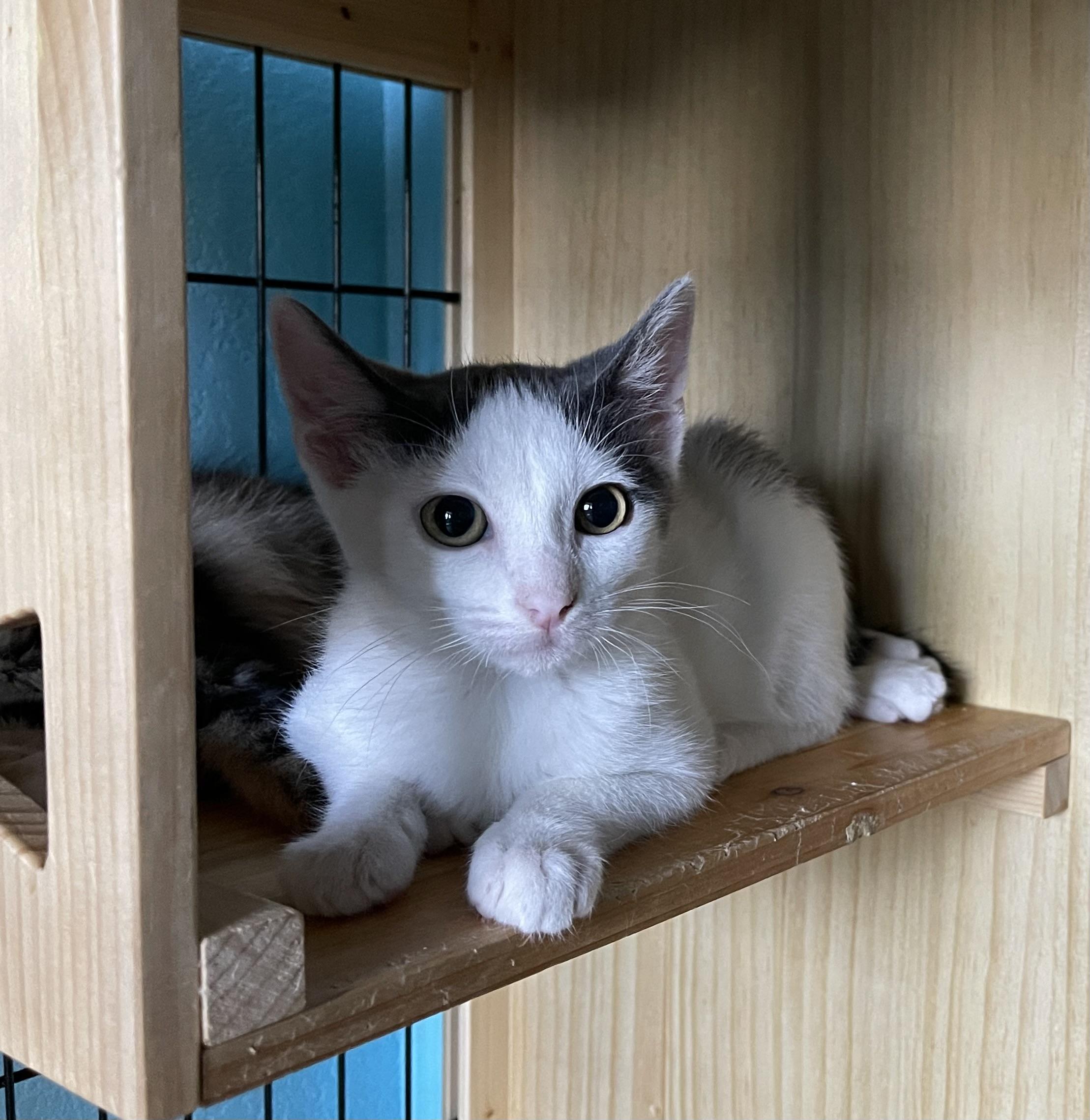 Prince, a Adoptable mixed breed in Federal Way, WA image 5/5