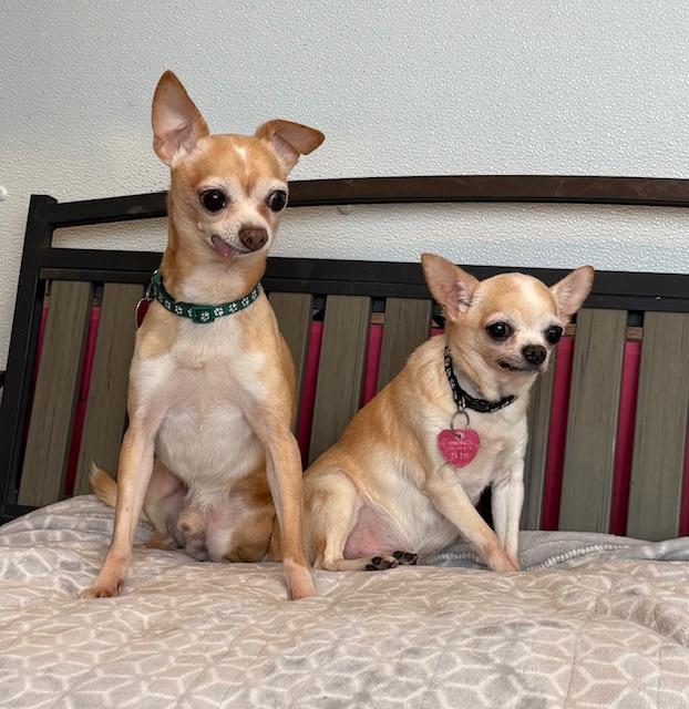 Pachino & Chico, ADOPTABLE, Senior Male Chihuahua.
