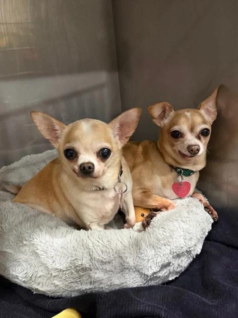 Pachino & Chico, ADOPTABLE, Senior Male Chihuahua.
