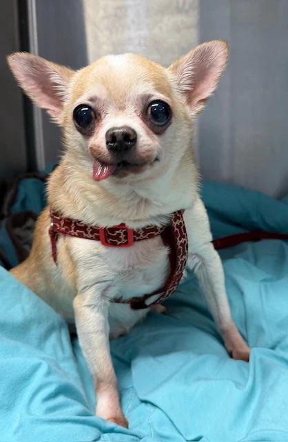 Enlarge Pachino & Chico, a ADOPTABLE Chihuahua in Pointe-Fortune, QC image 2/4