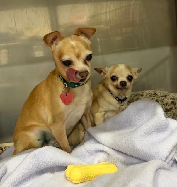 Enlarge Pachino & Chico, a ADOPTABLE Chihuahua in Pointe-Fortune, QC image 3/4
