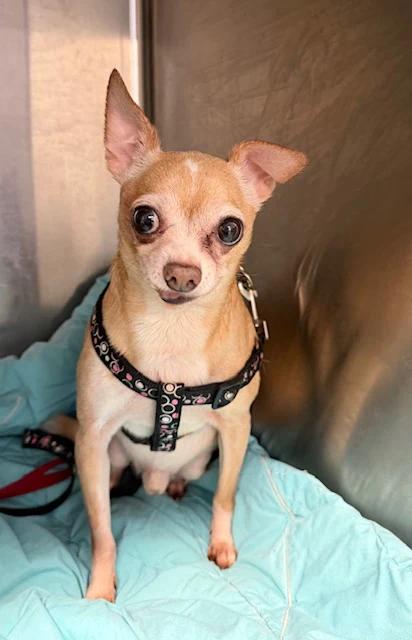 Enlarge Pachino & Chico, a ADOPTABLE Chihuahua in Pointe-Fortune, QC image 4/4