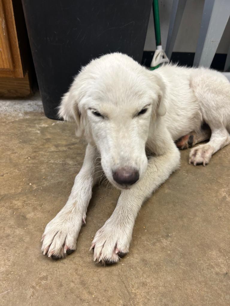 Enlarge Phoenix, a Adoptable mixed breed in Lockhart, TX image 1/1