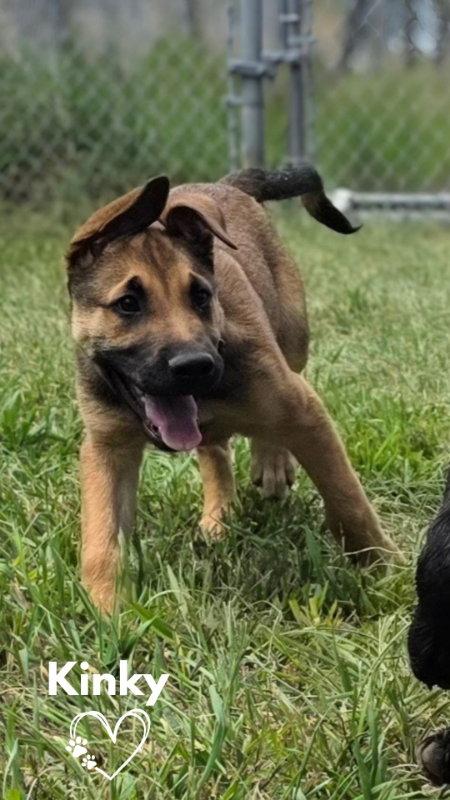 Enlarge Kinky, a Adoptable mixed breed in Monte Vista, CO image 1/3