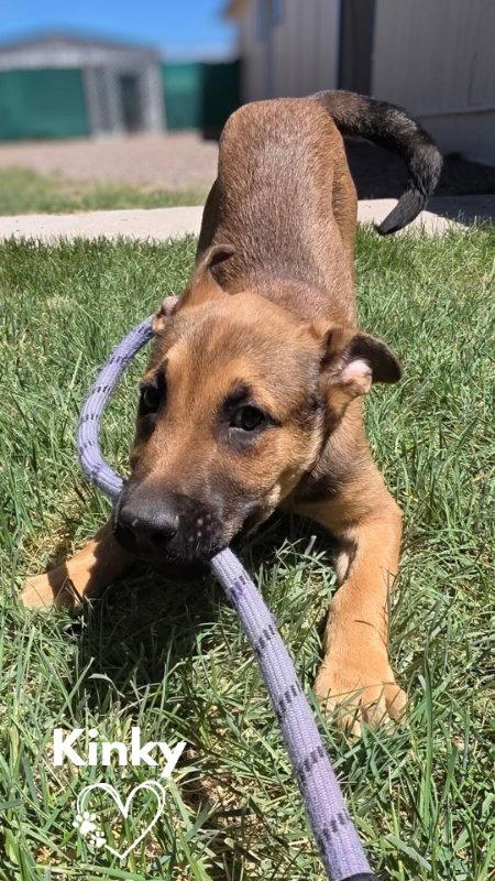Enlarge Kinky, a Adoptable mixed breed in Monte Vista, CO image 2/3