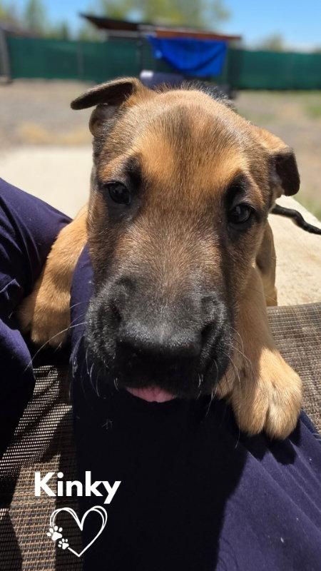 Enlarge Kinky, a Adoptable mixed breed in Monte Vista, CO image 3/3