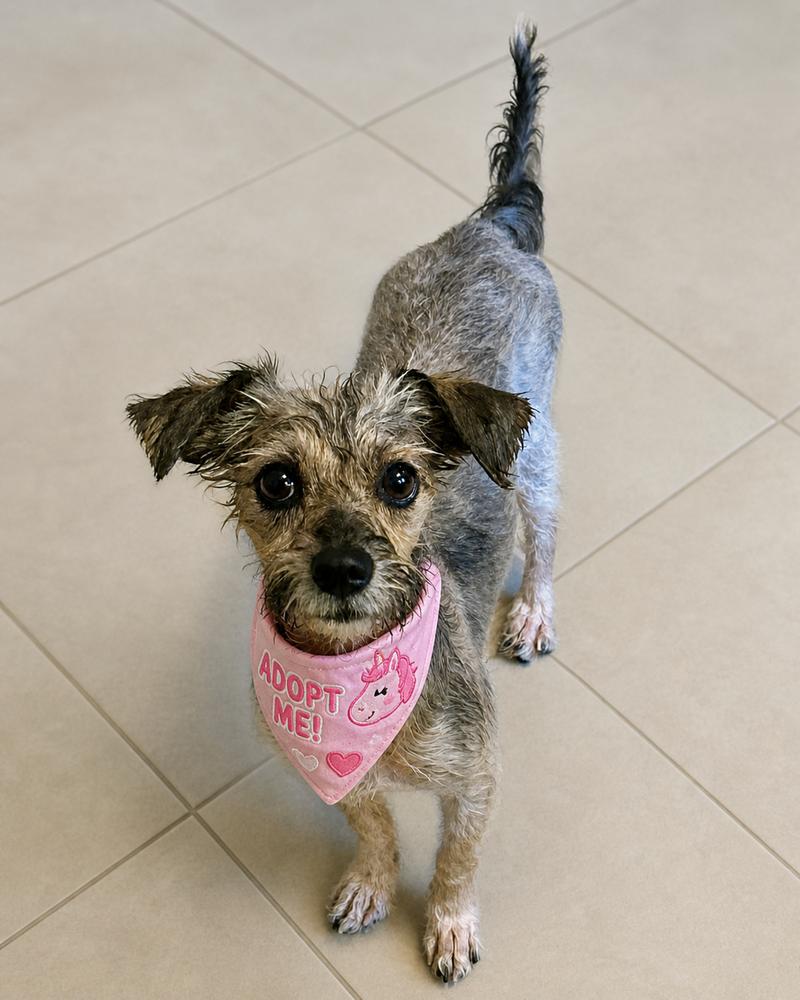 HOP Tart, Adoptable, Adult Female Mixed Breed.