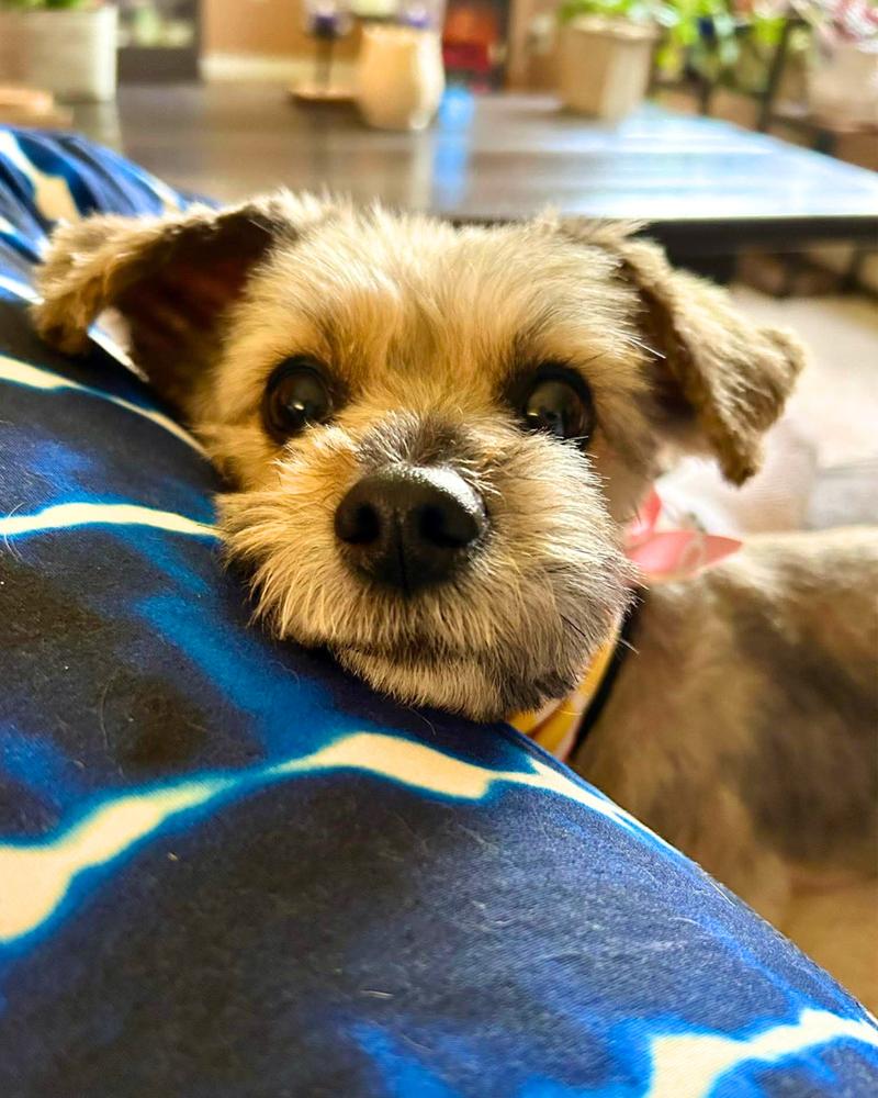 HOP Tart, a Adoptable Mixed Breed in Wayne, NJ image 2/4