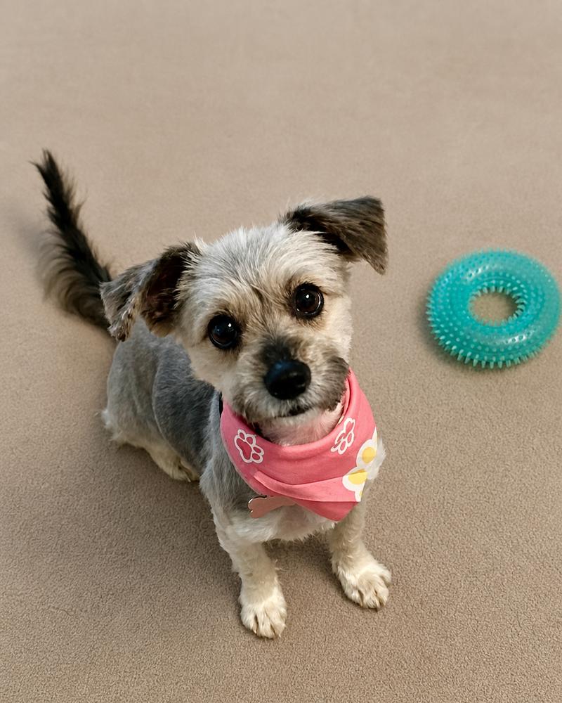HOP Tart, a Adoptable Mixed Breed in Wayne, NJ image 3/4