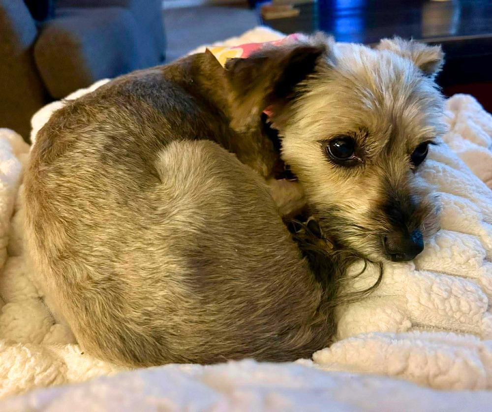HOP Tart, a Adoptable Mixed Breed in Wayne, NJ image 4/4