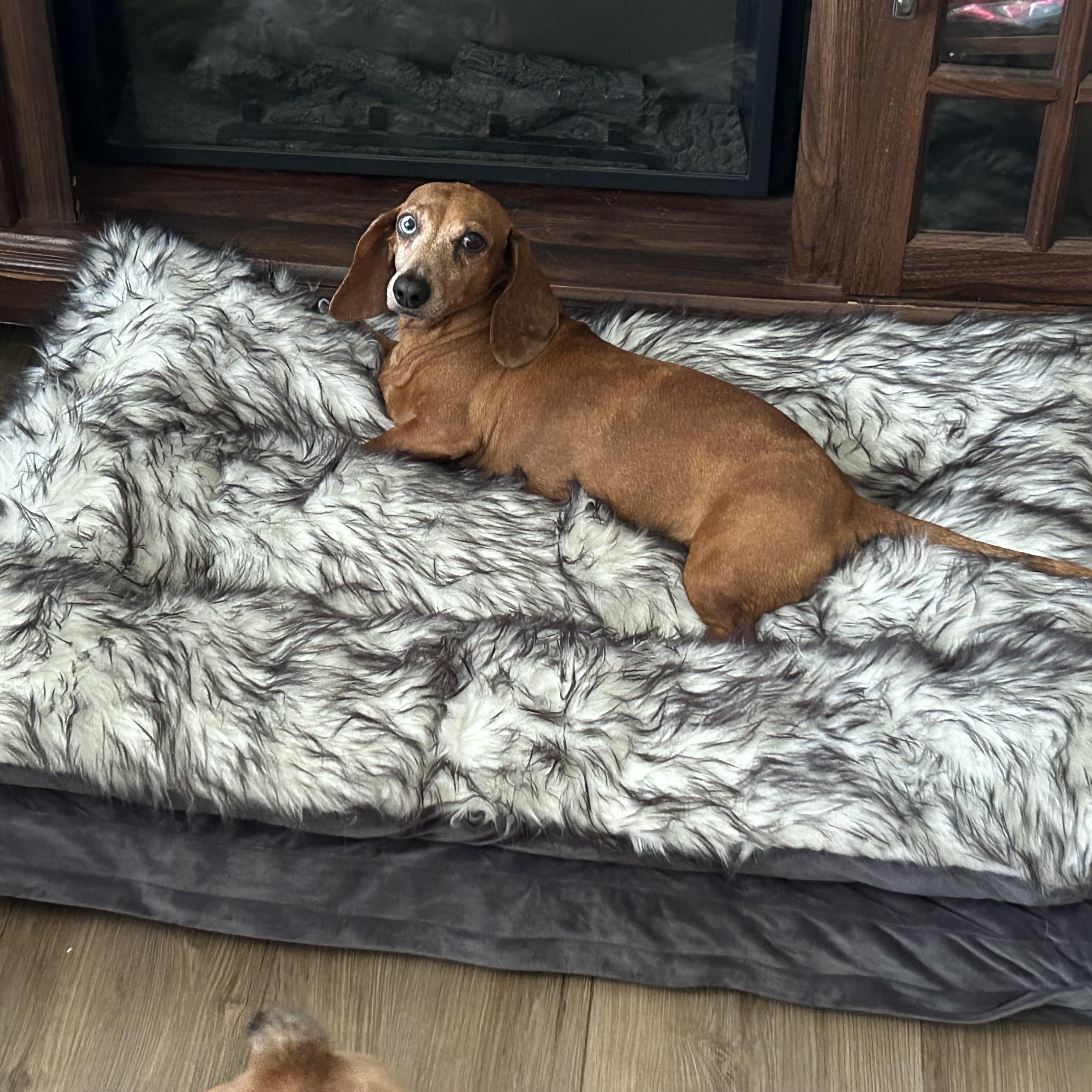 Ziggy (Sanctuary Only due to medical), an adoptable Miniature Dachshund in Chickasha, OK image 3/3