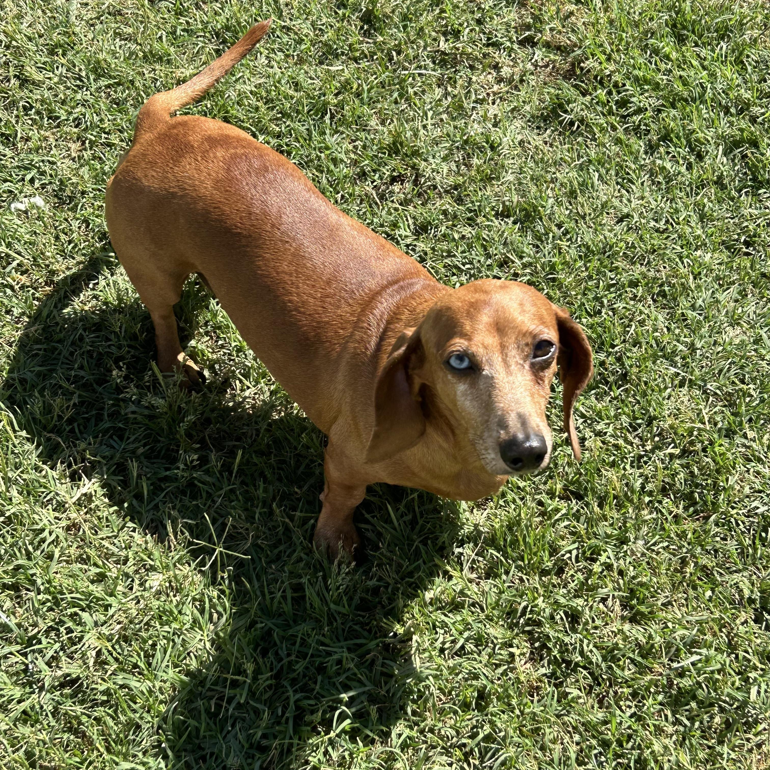 Ziggy (Sanctuary Only due to medical), an adoptable Miniature Dachshund in Chickasha, OK image 1/3