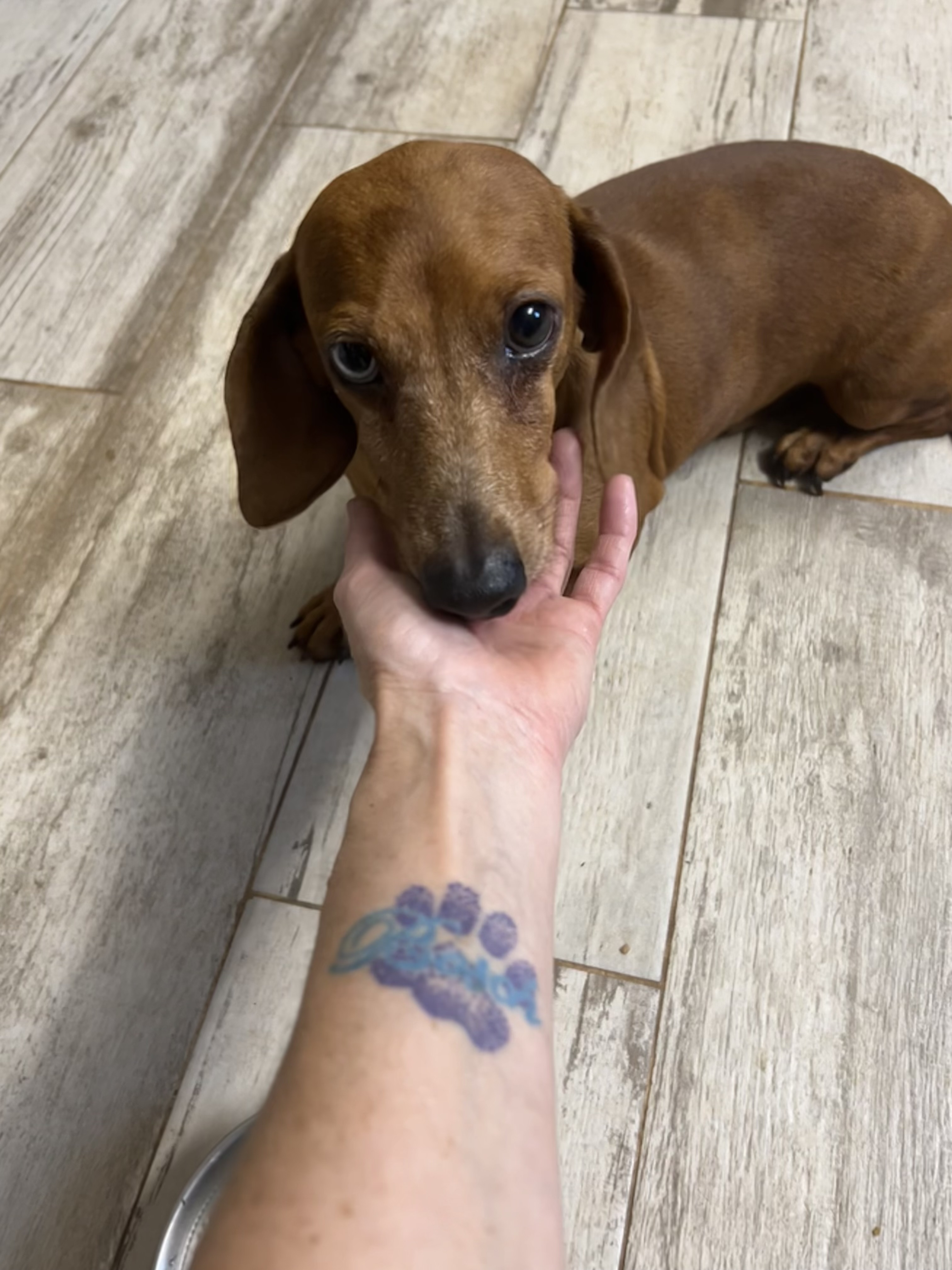 Ziggy (Sanctuary Only due to medical), an adoptable Miniature Dachshund in Chickasha, OK image 2/3