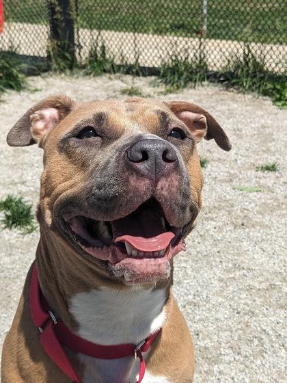 Enlarge Sugar, a Adoptable mixed breed in Fairfax, VA image 1/3