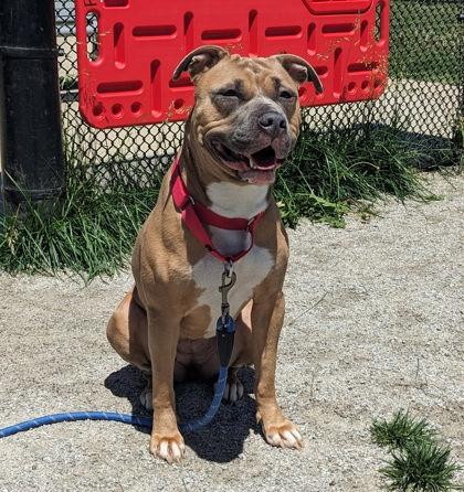 Enlarge Sugar, a Adoptable mixed breed in Fairfax, VA image 2/3