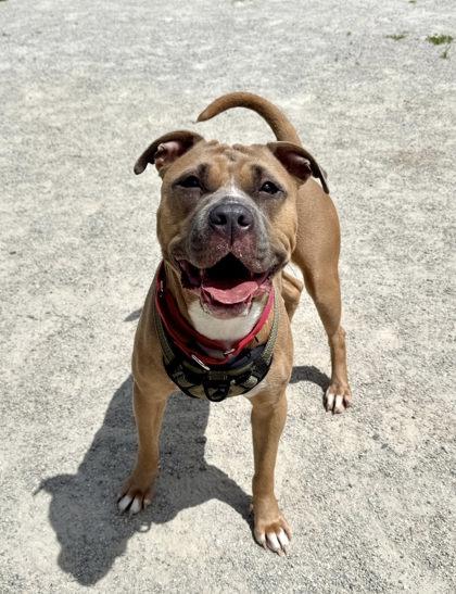Enlarge Sugar, a Adoptable mixed breed in Fairfax, VA image 3/3