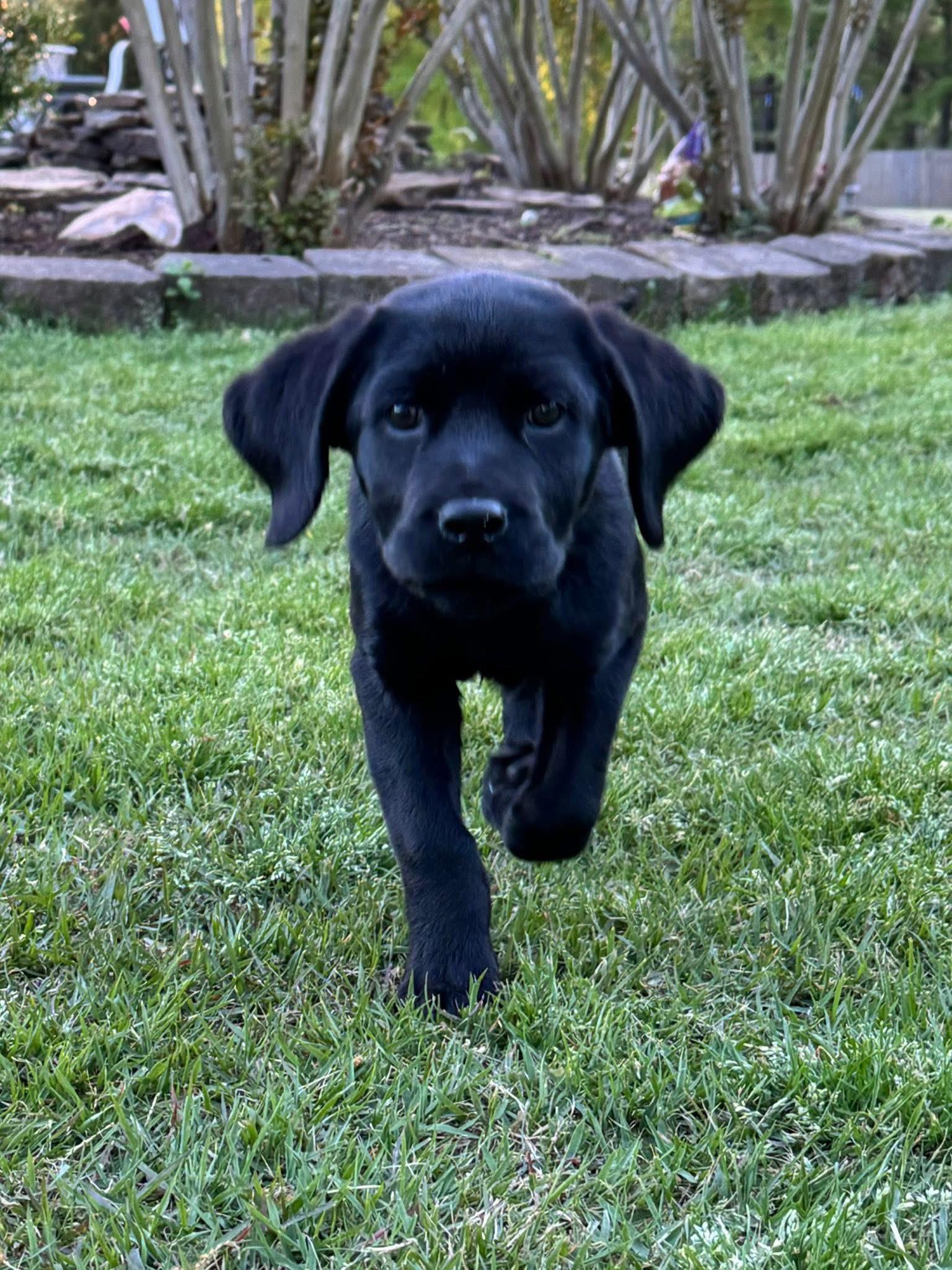 Dixie, Adopted, Puppy Female Black Labrador Retriever.