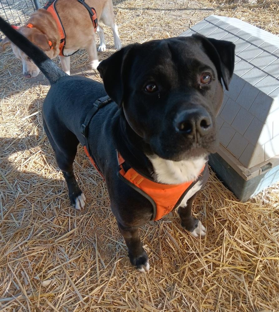 Loki, Adoptable, Adult Male Labrador Retriever & Pit Bull Terrier.