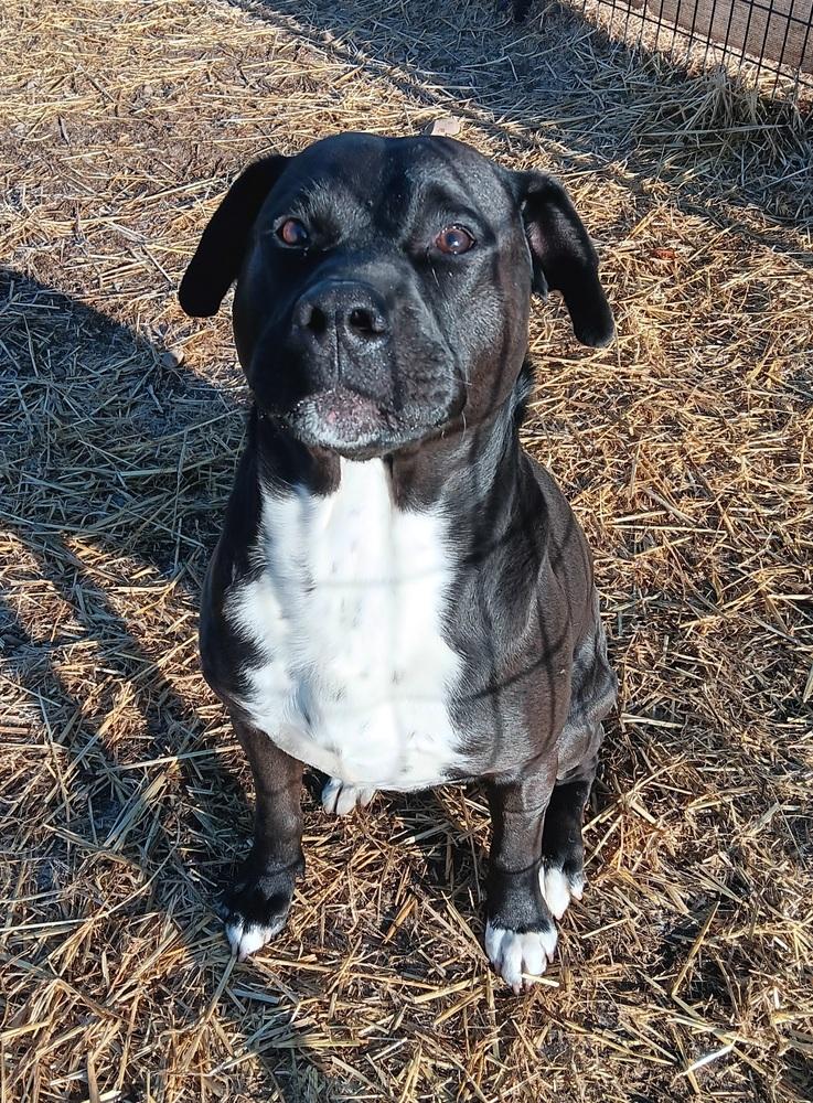 Enlarge Loki, a Adoptable mixed breed in Challis, ID image 2/3