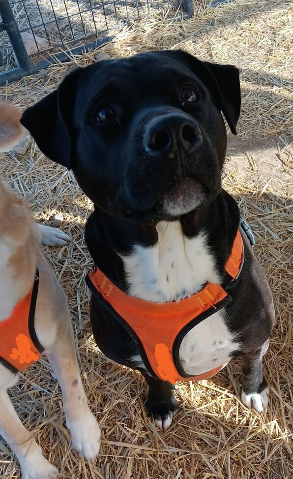 Enlarge Loki, a Adoptable mixed breed in Challis, ID image 3/3