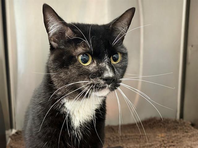 Enlarge OREO, a Adoptable Domestic Short Hair in Santa Rosa, CA image 1/1