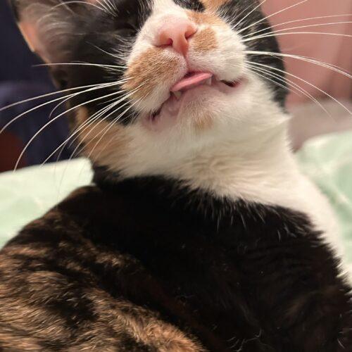 Enlarge Confetti  **Special needs, a Adoptable Calico in Toronto, ON image 2/6