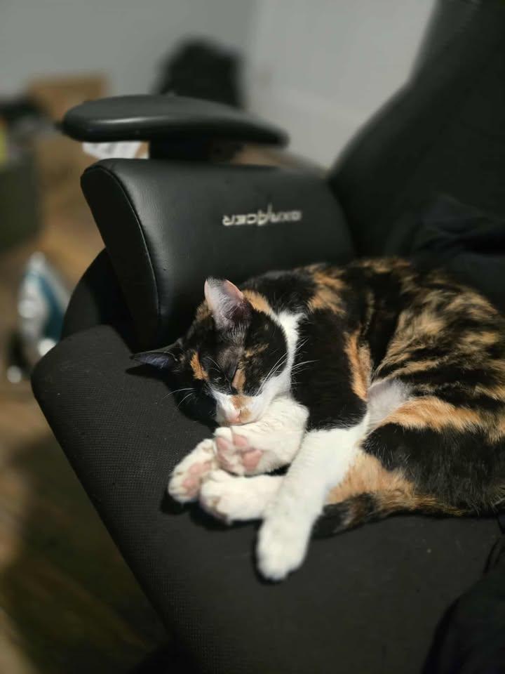 Enlarge Confetti  **Special needs, a Adoptable Calico in Toronto, ON image 3/6