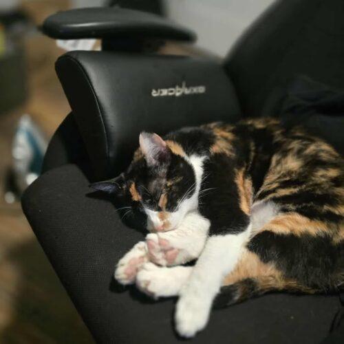 Enlarge Confetti  **Special needs, a Adoptable Calico in Toronto, ON image 2/5