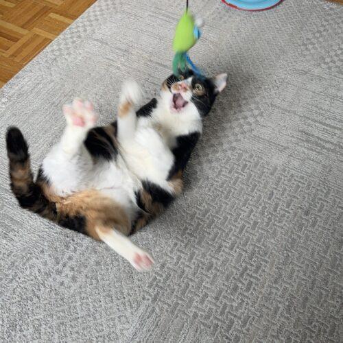 Enlarge Confetti  **Special needs, a Adoptable Calico in Toronto, ON image 3/5