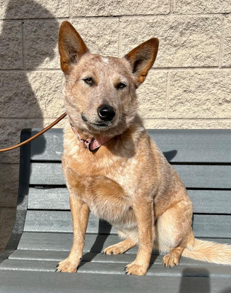 Enlarge Loveydovey, a Adoptable Cattle Dog in Cottonwood, AZ image 1/3