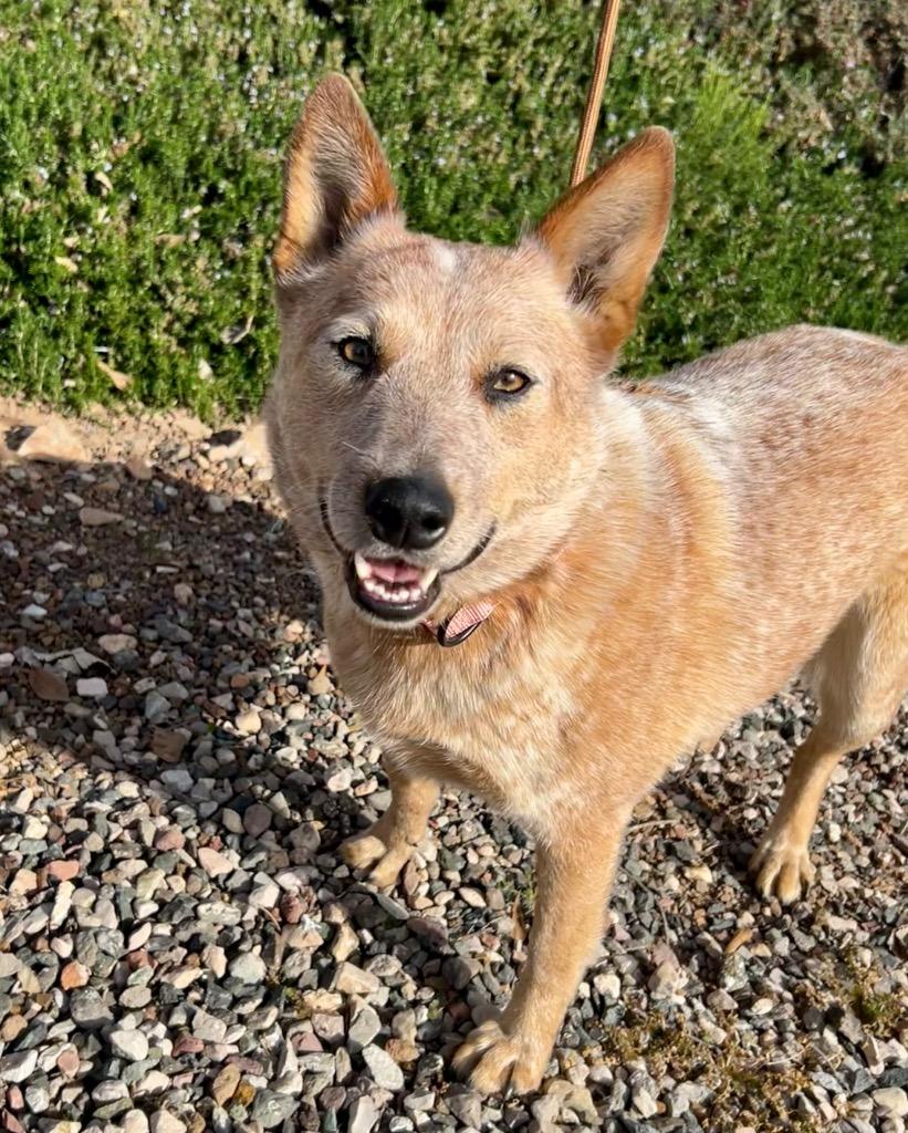 Enlarge Loveydovey, a Adoptable Cattle Dog in Cottonwood, AZ image 2/3