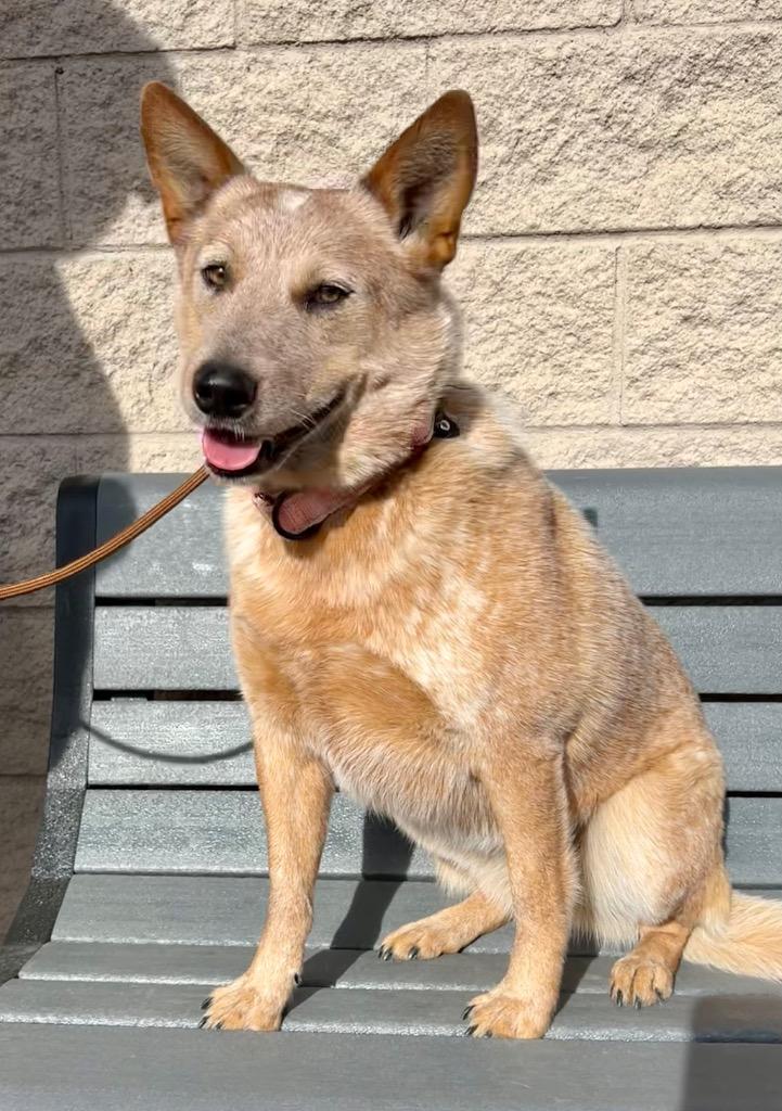Enlarge Loveydovey, a Adoptable Cattle Dog in Cottonwood, AZ image 3/3