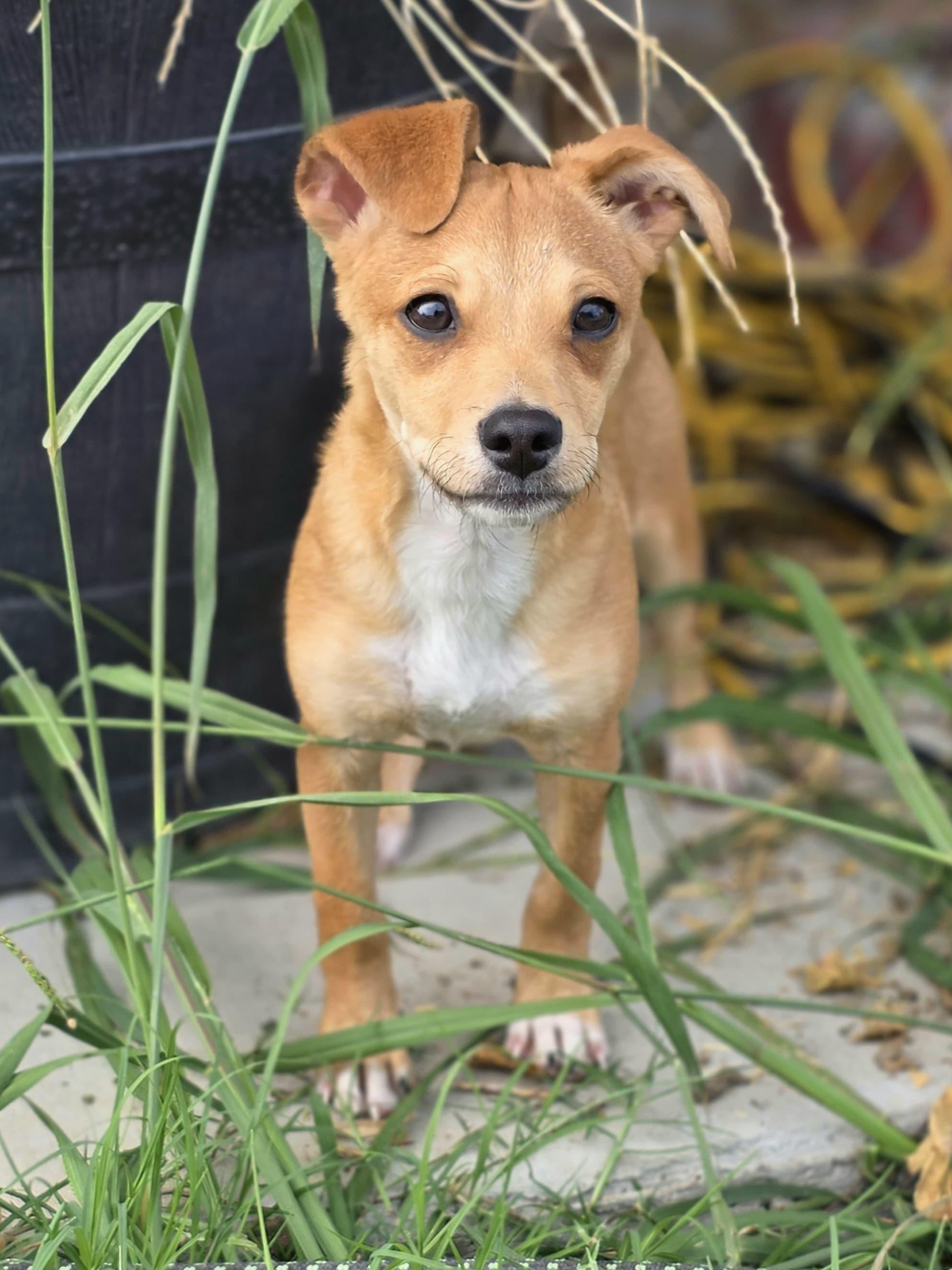 Enlarge Petunia, a Adoptable mixed breed in Penryn, CA image 1/3