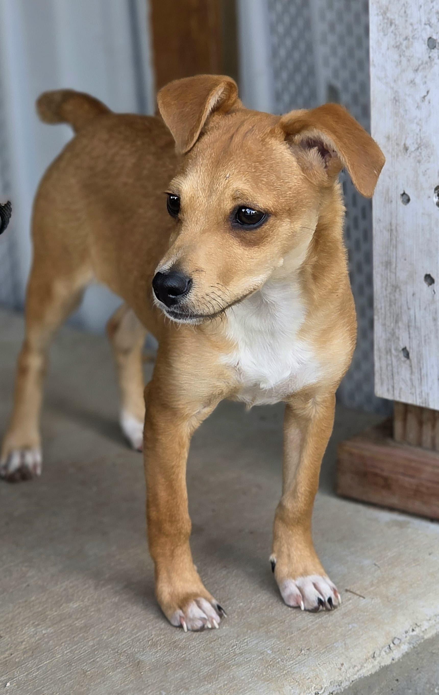Enlarge Petunia, a Adoptable mixed breed in Penryn, CA image 2/3