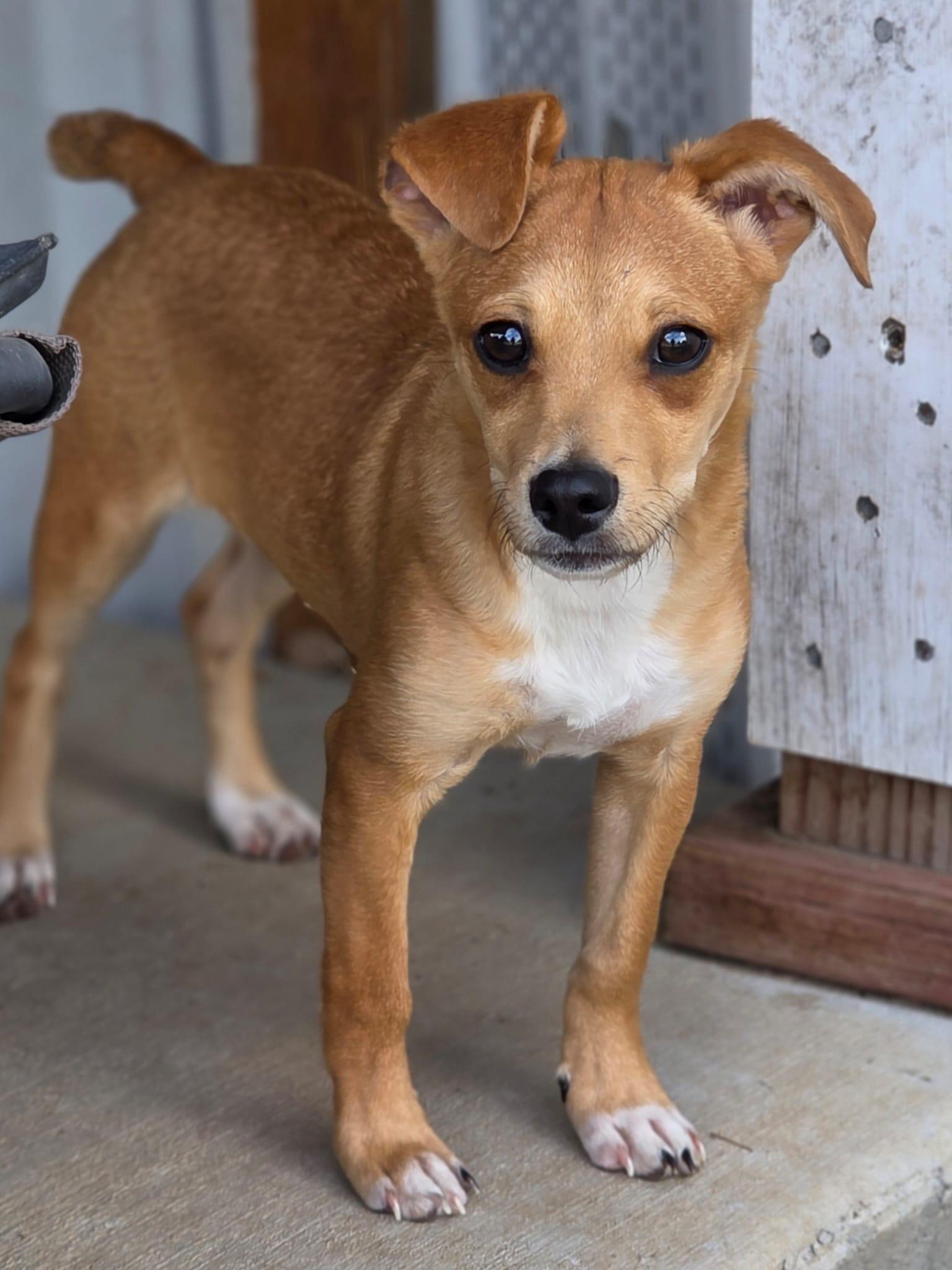 Enlarge Petunia, a Adoptable mixed breed in Penryn, CA image 3/3