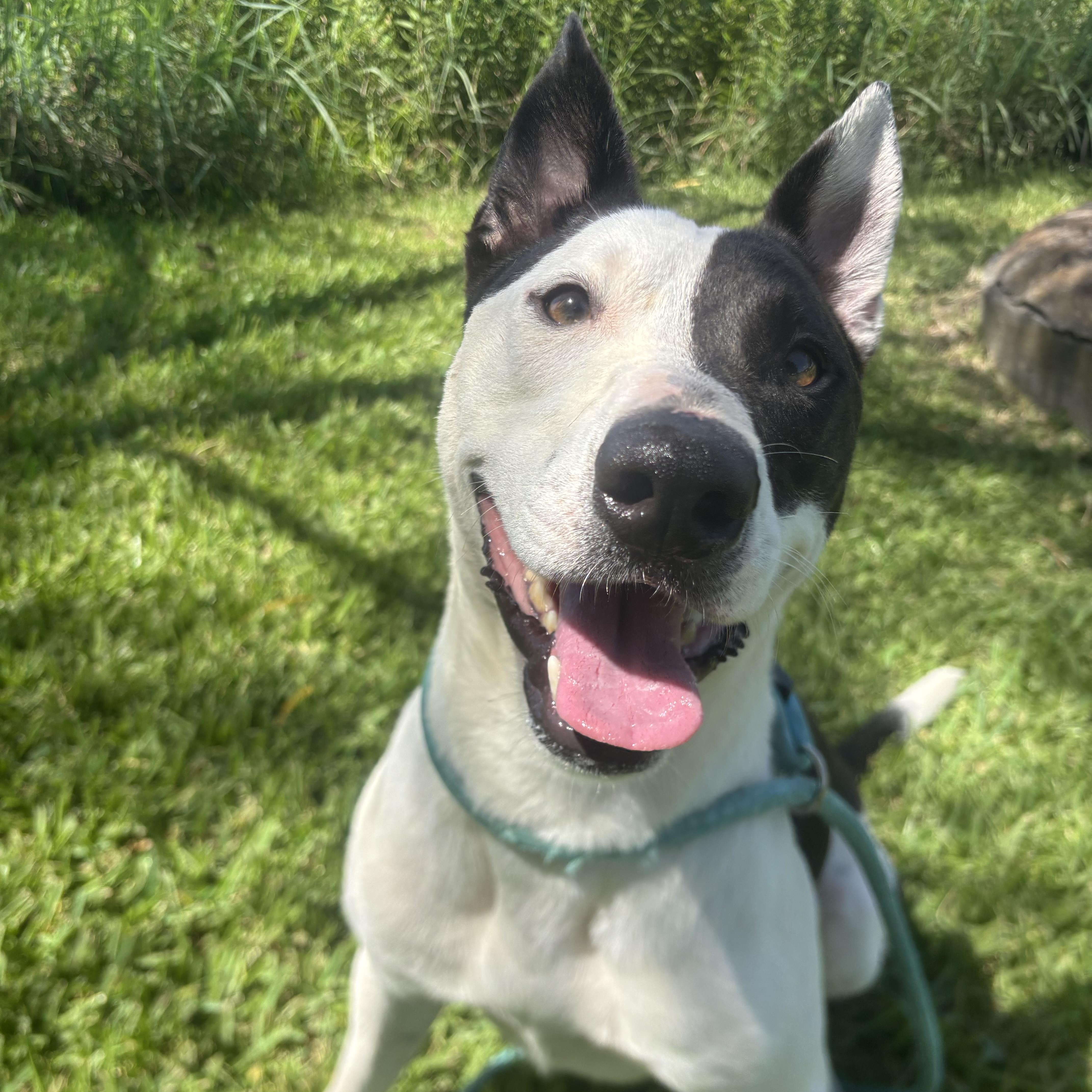 Milo photo