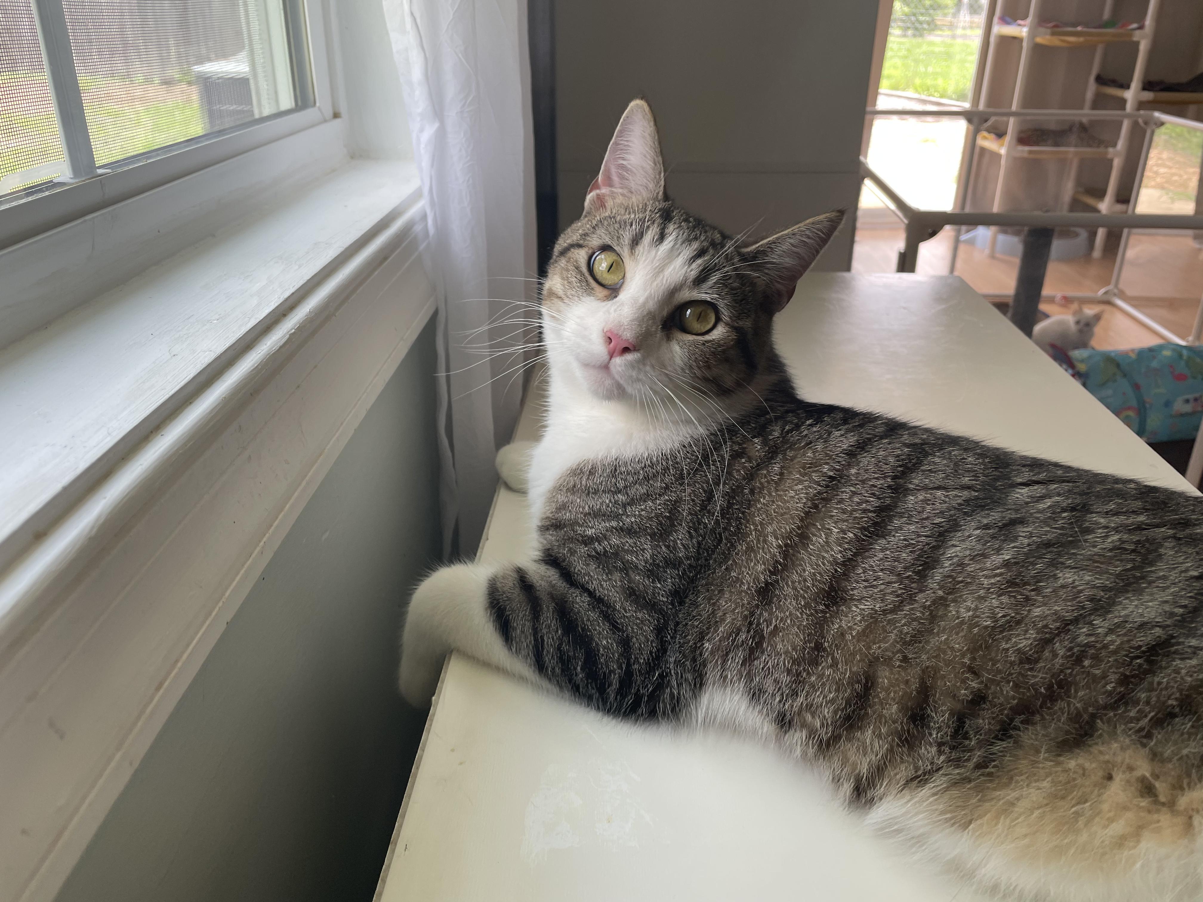 John Deere, ADOPTABLE, Young Male Domestic Short Hair.