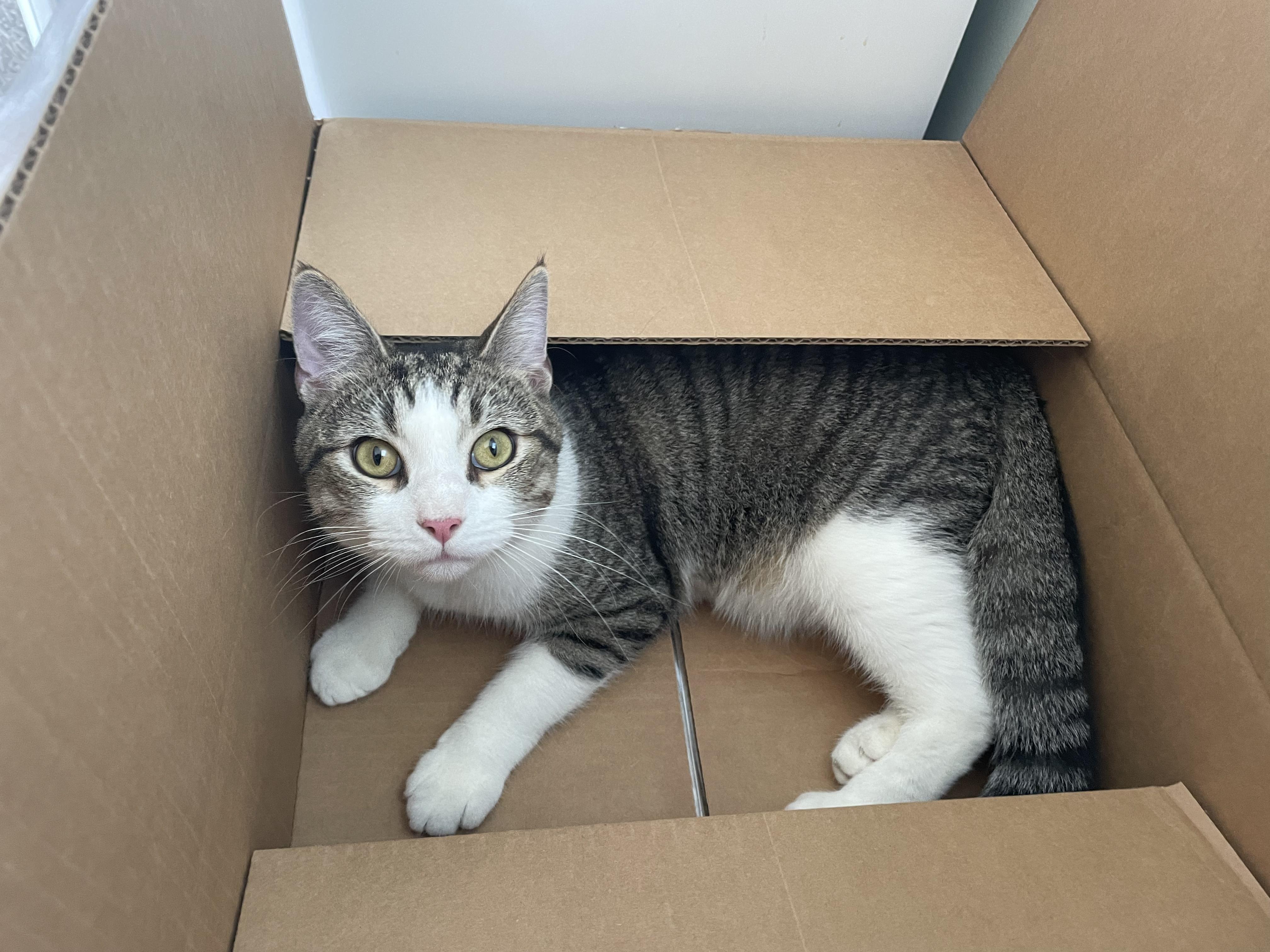 Enlarge John Deere, a ADOPTABLE Domestic Short Hair in Suffolk, VA image 2/2