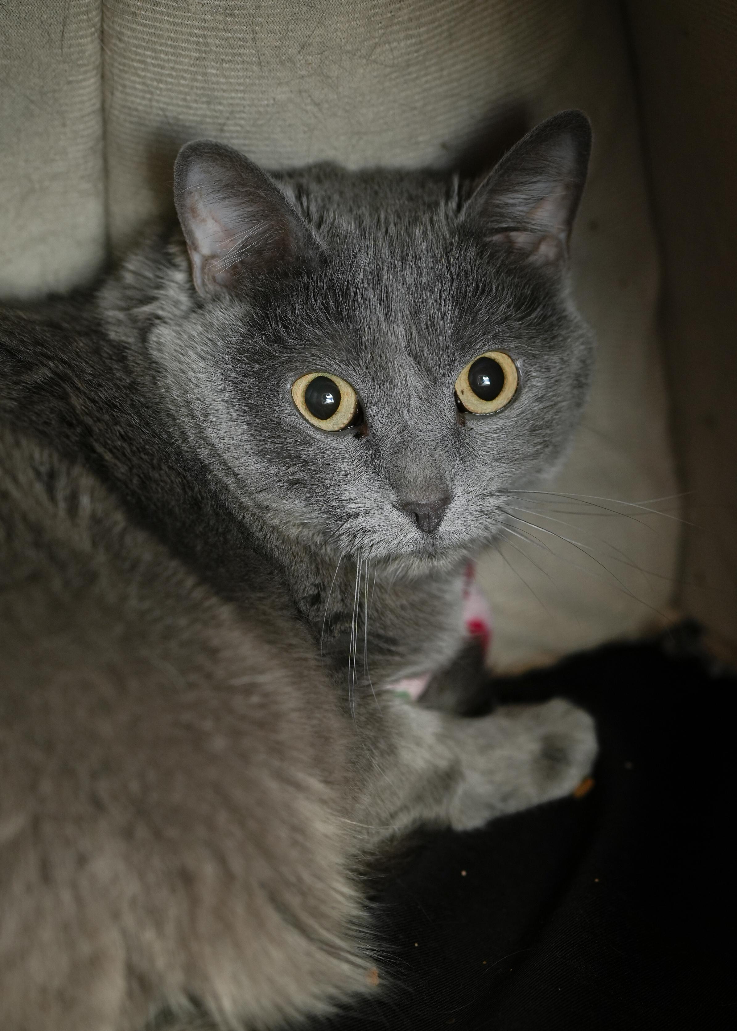 Enlarge Stormie, a ADOPTABLE Domestic Short Hair in Boise, ID image 1/1