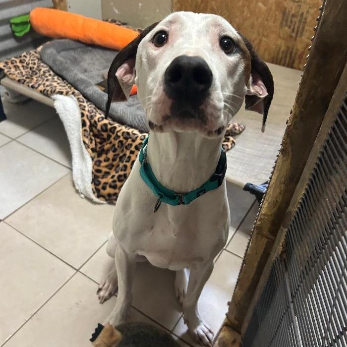 Ayden, Adoptable, Adult Male Hound & Mixed Breed.
