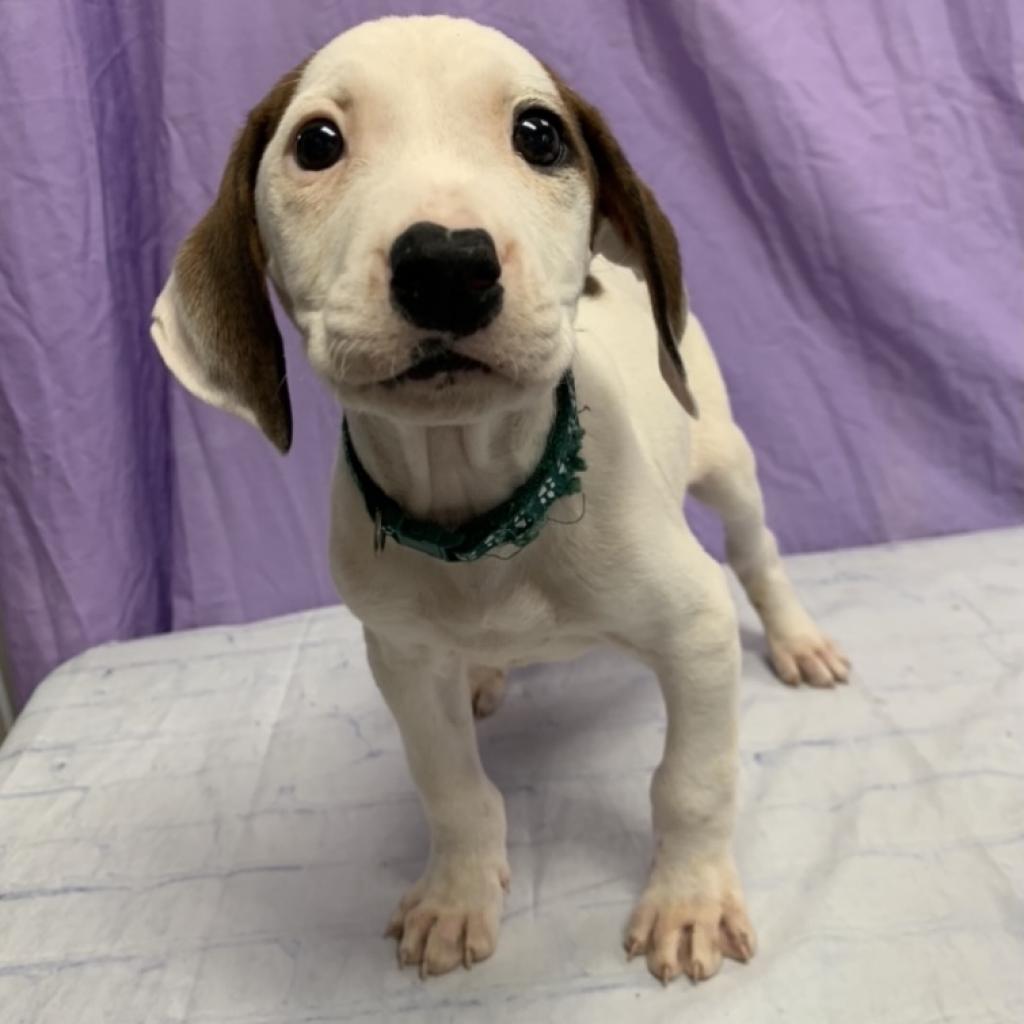 Enlarge Ayden, a Adoptable mixed breed in North Myrtle Beach, SC image 2/2