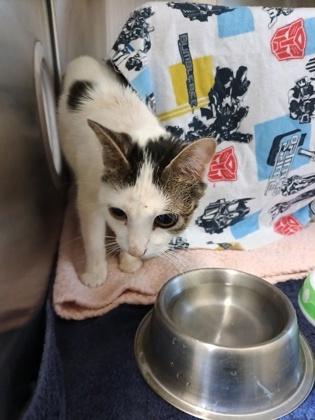 Helen, Adoptable, Adult Female Domestic Short Hair & Domestic Short Hair.