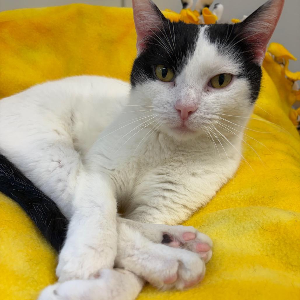 Astra, Adoptable, Adult Female Domestic Short Hair.