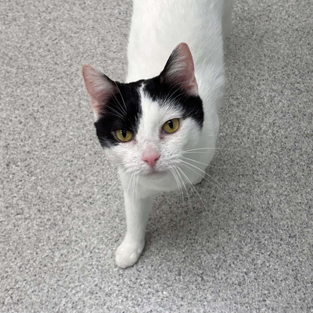 Astra, a Adoptable Domestic Short Hair in Naperville, IL image 2/3
