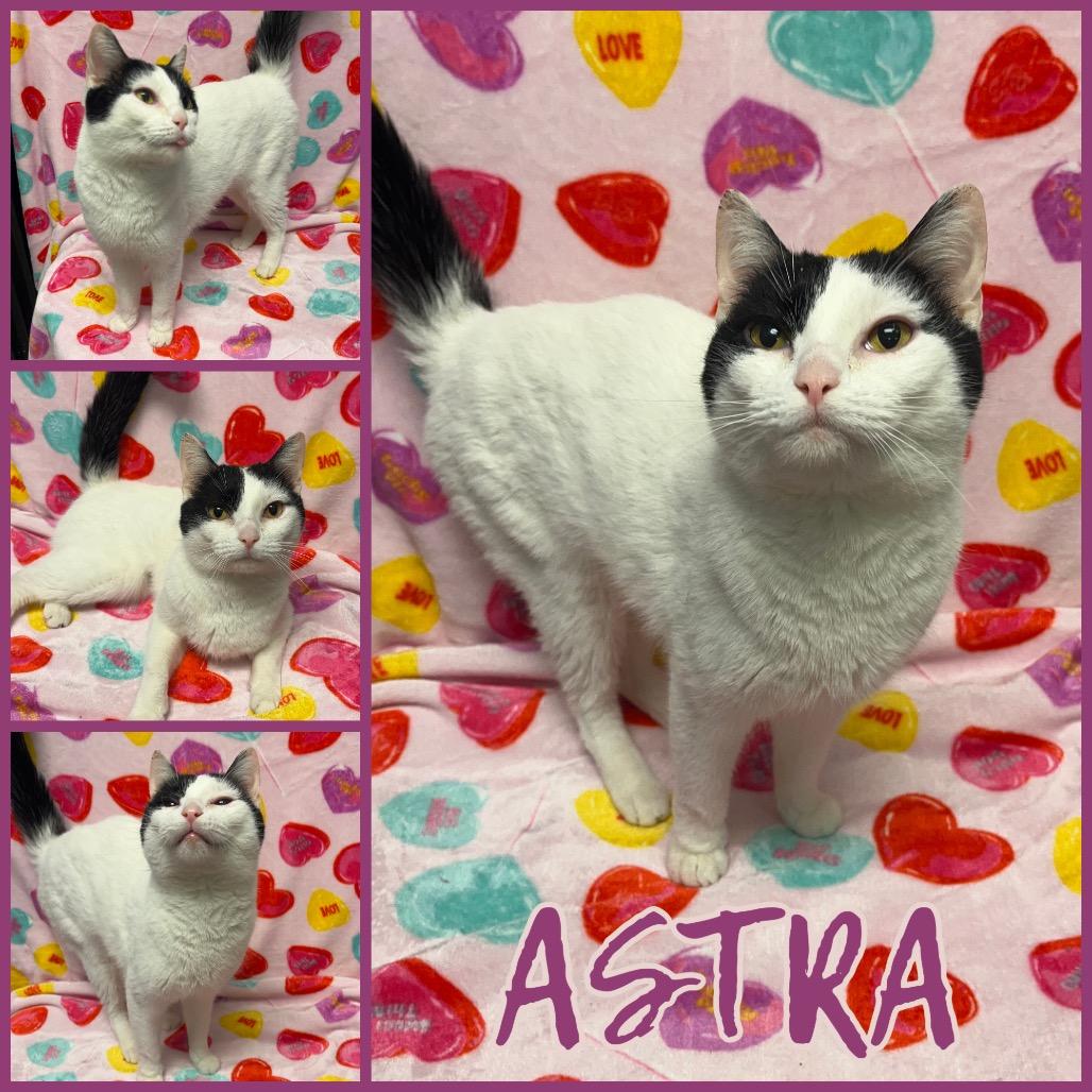 Astra, a Adoptable Domestic Short Hair in Naperville, IL image 3/3