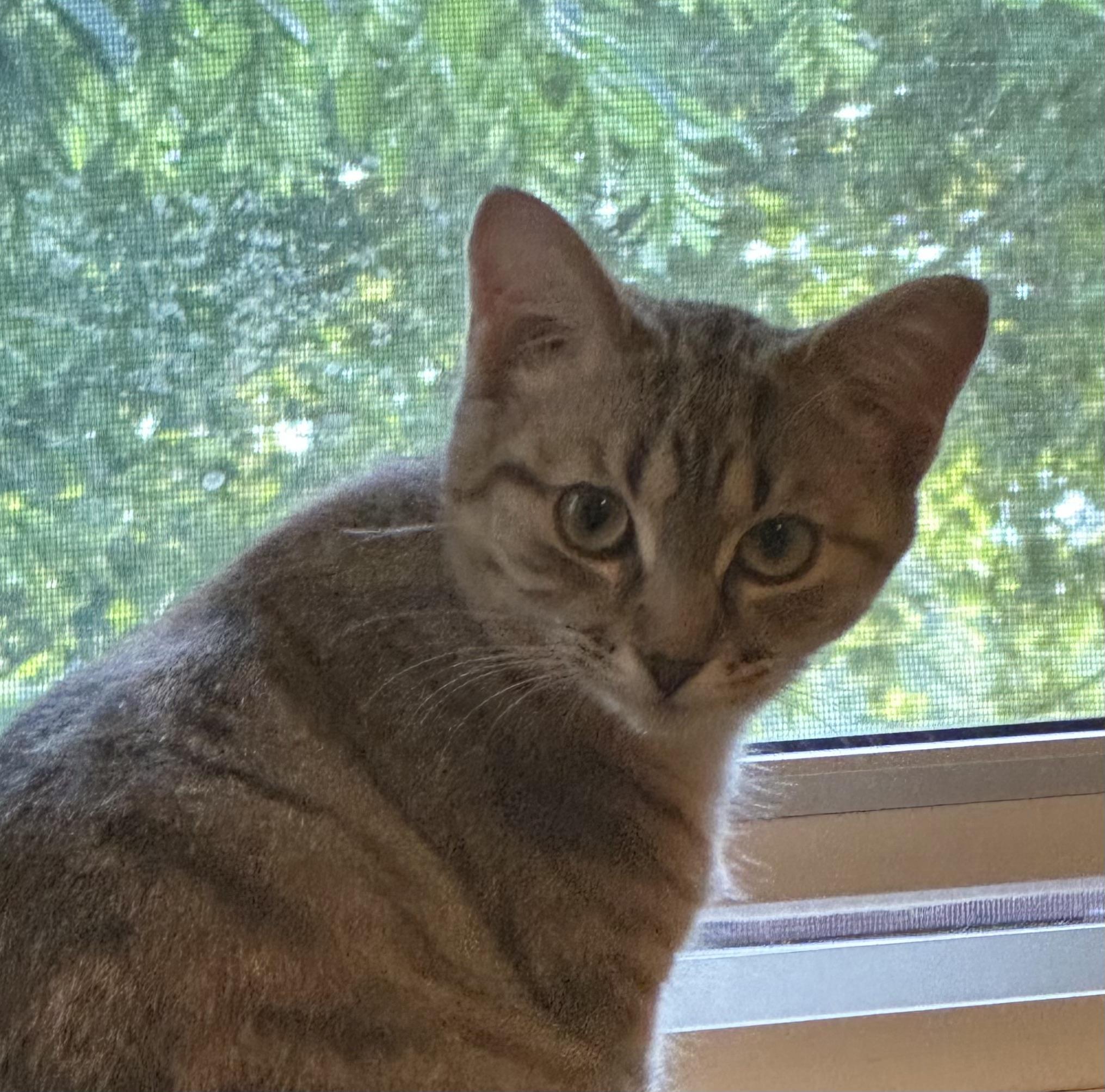 Enlarge Sandy, an adoptable Domestic Short Hair in Pickering, ON image 3/3