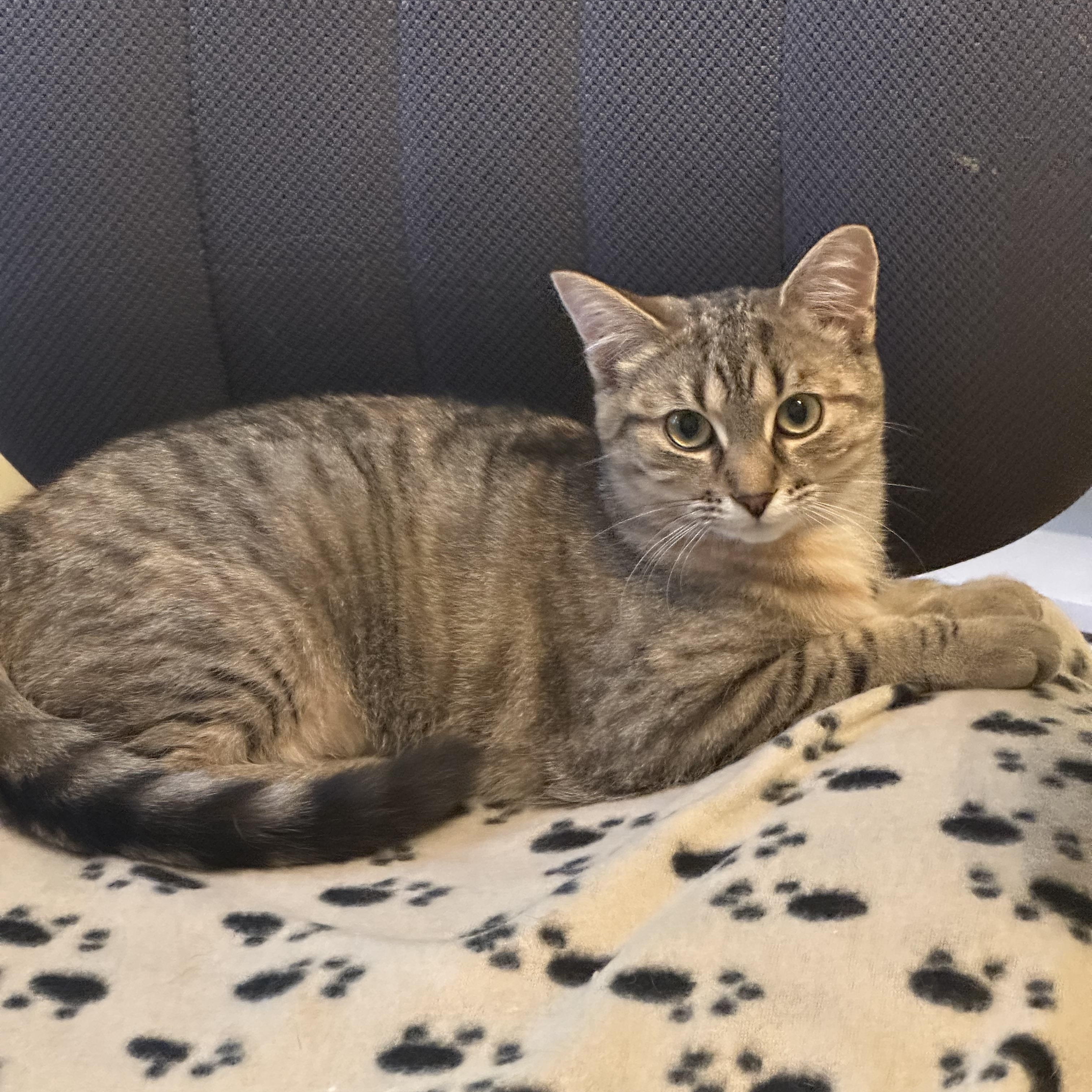 Sandy, adoptable, Young Female Domestic Short Hair.