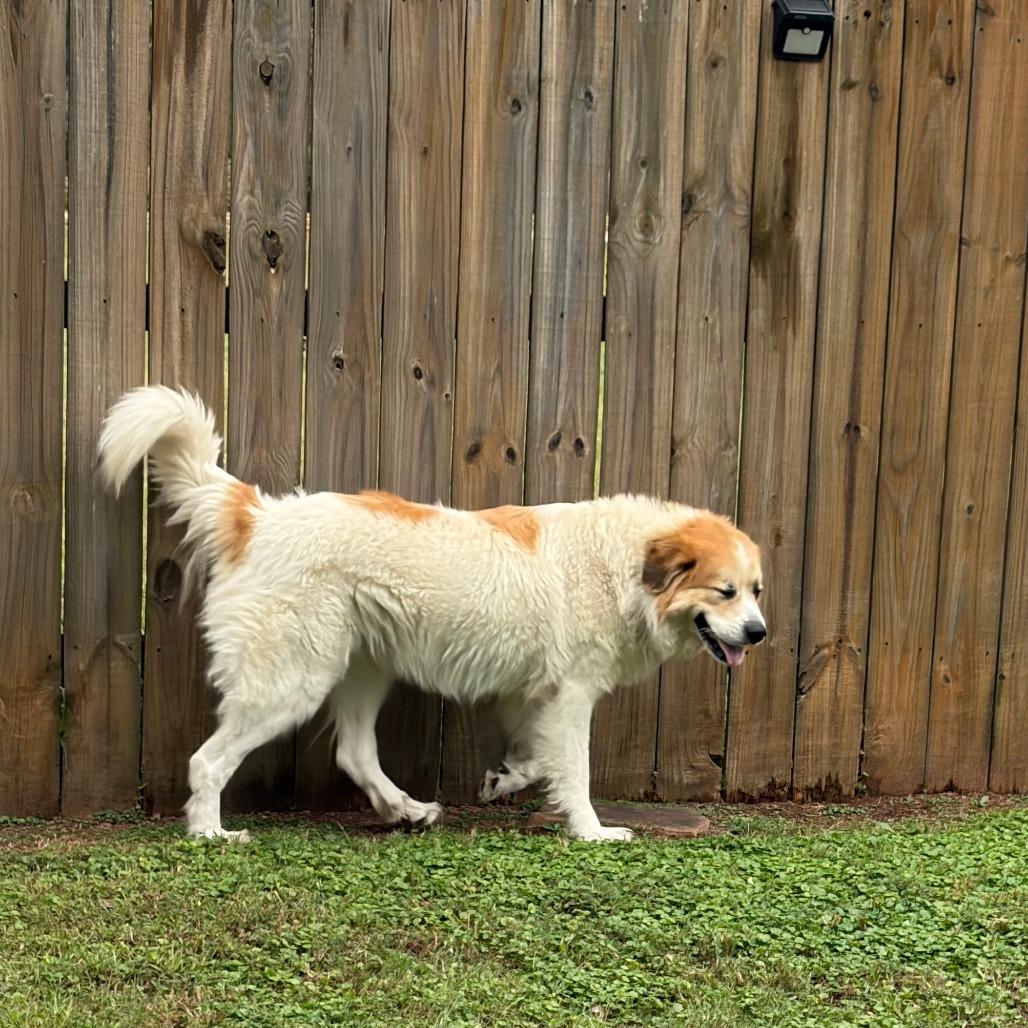 Enlarge Audrey, a Adopted mixed breed in Greensboro, GA image 1/3